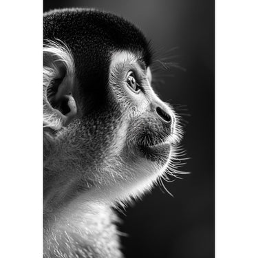 Tableau De Singe Noir Et Blanc